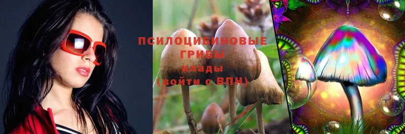 Галлюциногенные грибы Psilocybine cubensis  продажа наркотиков  Кунгур 